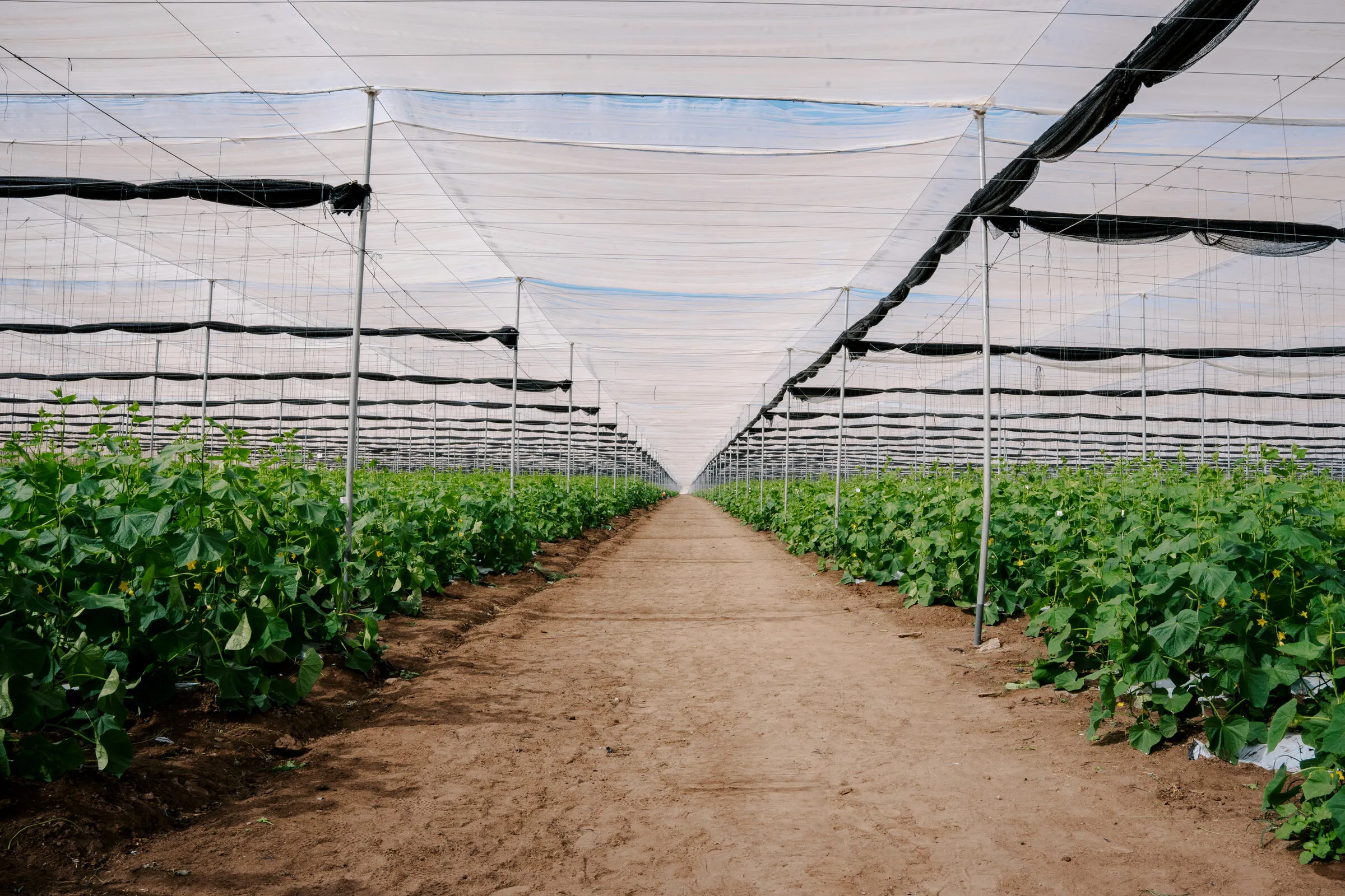 Hileras de cultivo dentro del invernadero