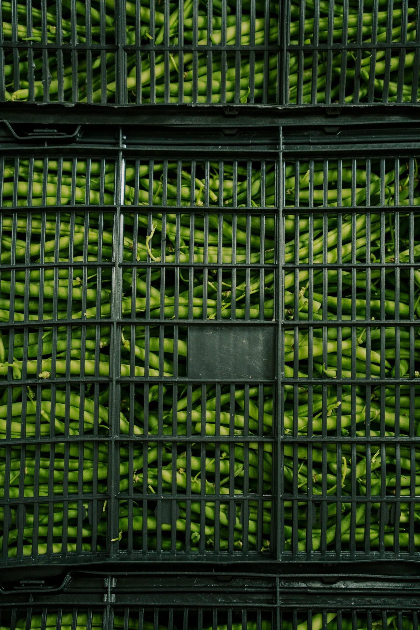 Pimientos verdes en cajas de cosecha