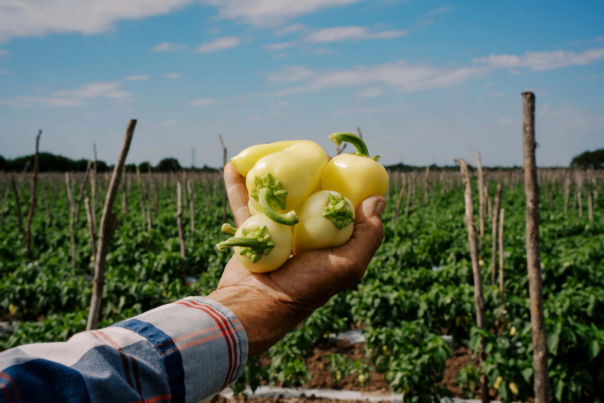 Cultivo de hortalizas en el campo