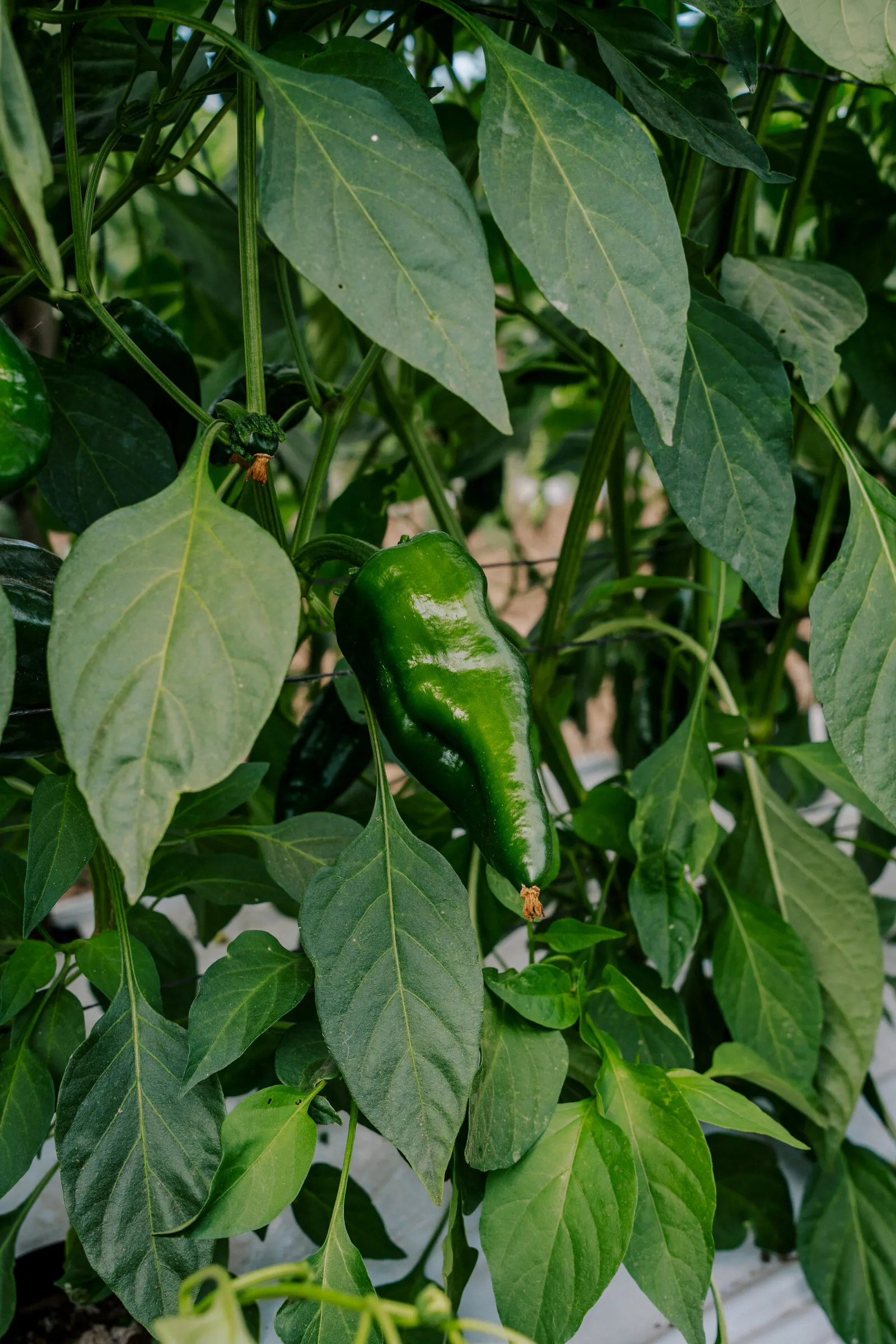 Pimiento amarillo recién cortado en el campo