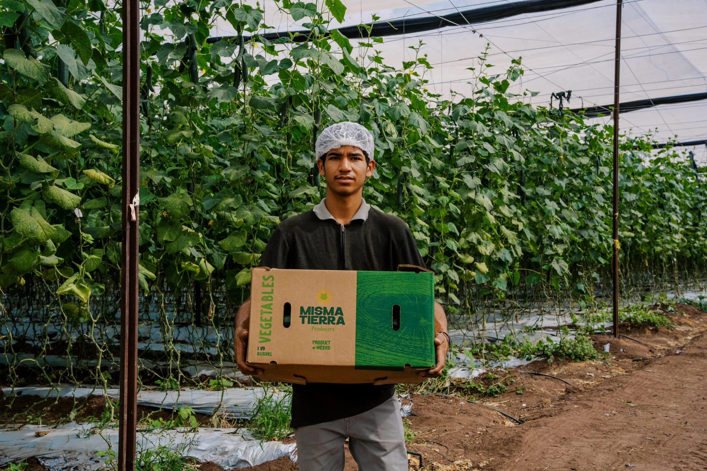 Productor entre los cultivos de pepino