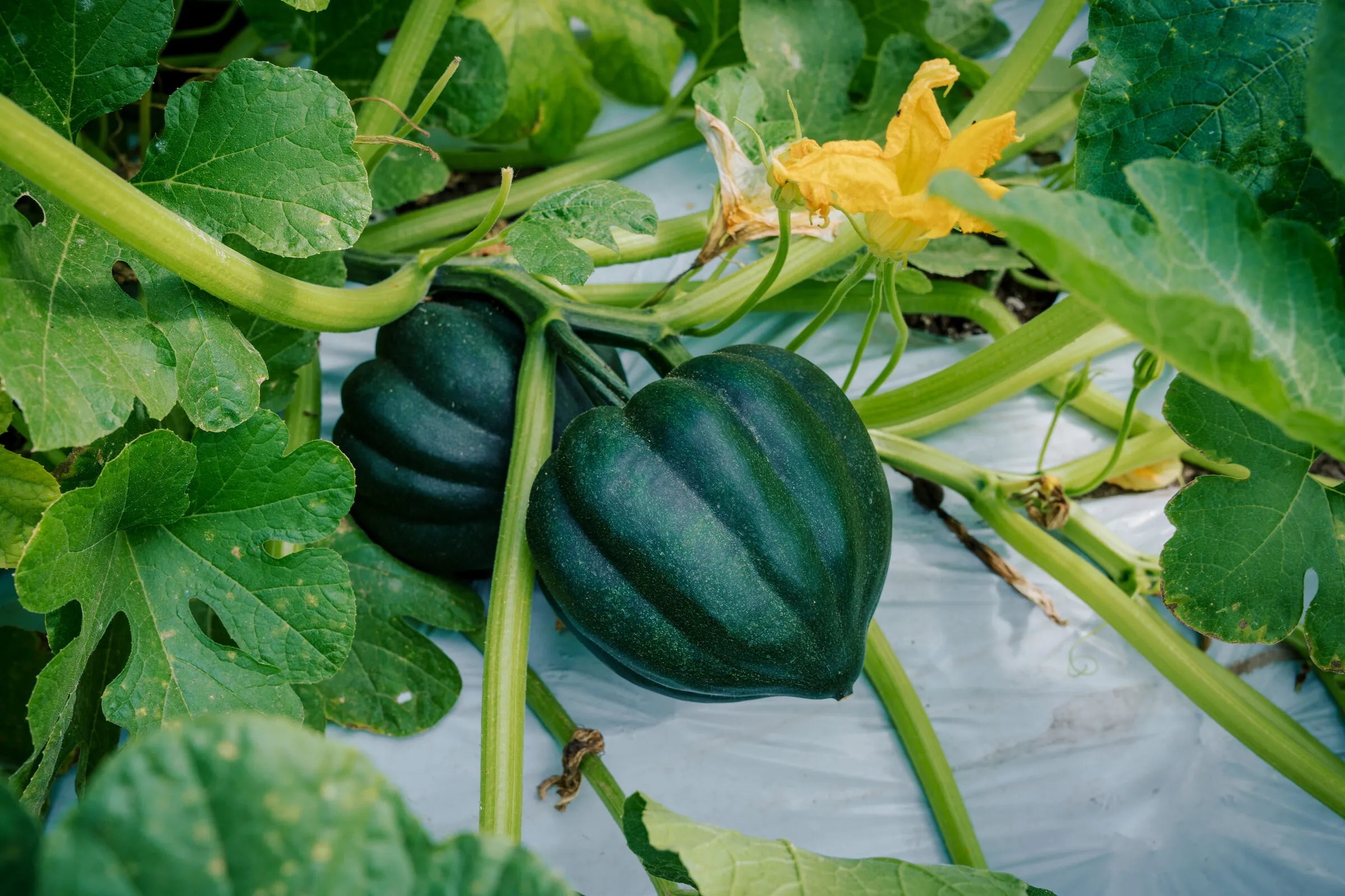 Calabaza madurando en la planta