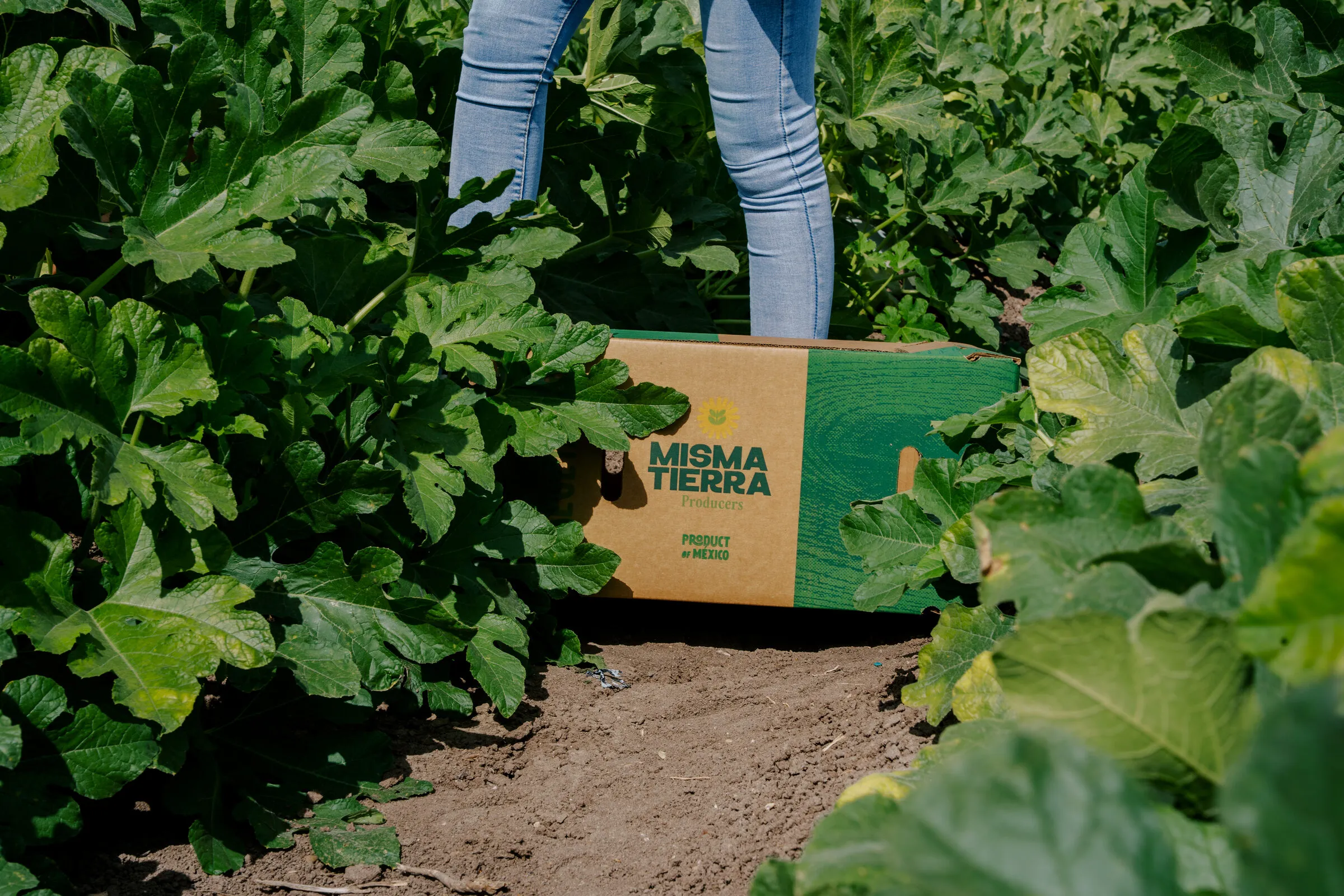 Trabajo en el campo de cultivo