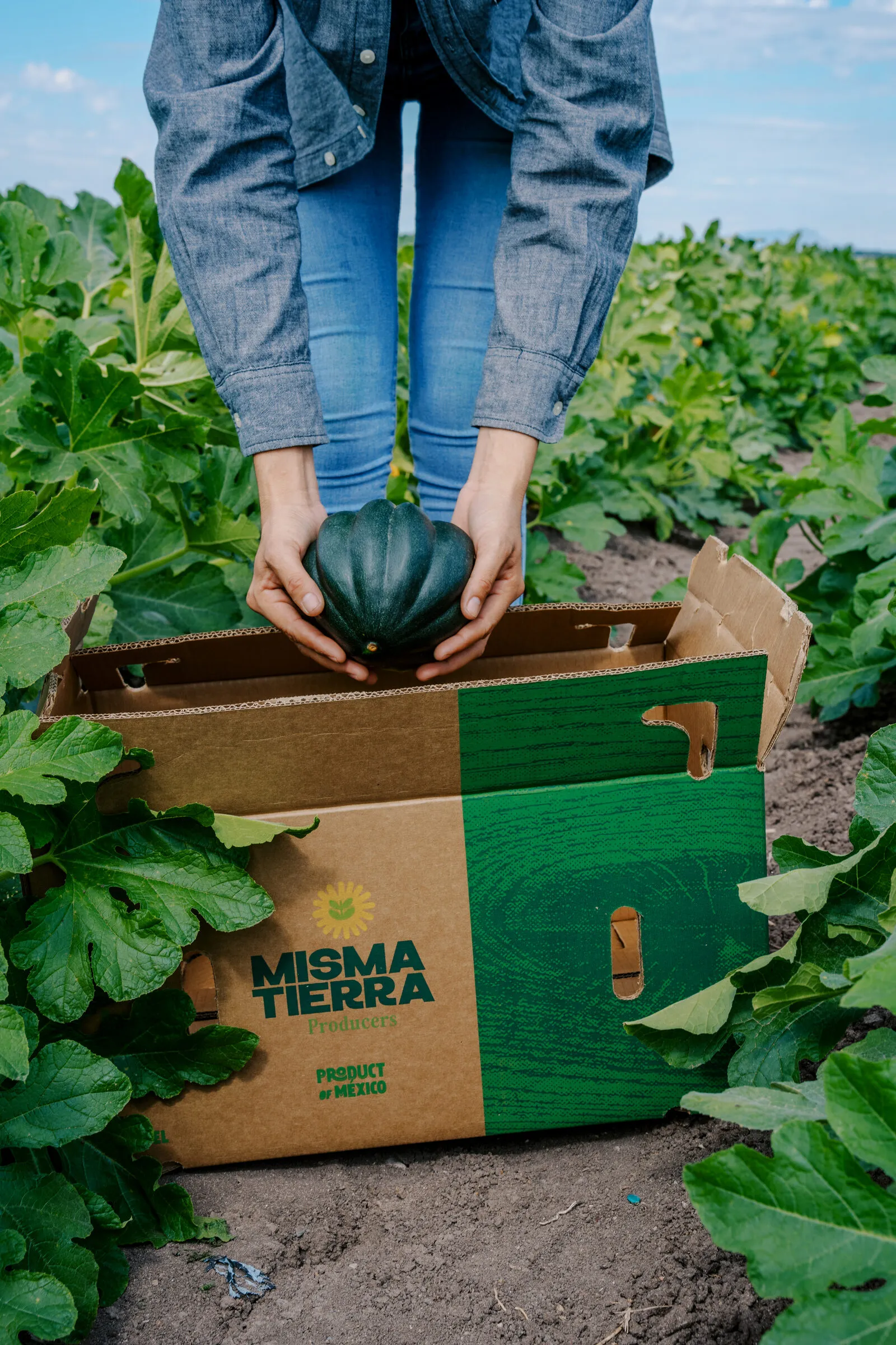 Manos colocando calabaza en una caja Misma Tierra