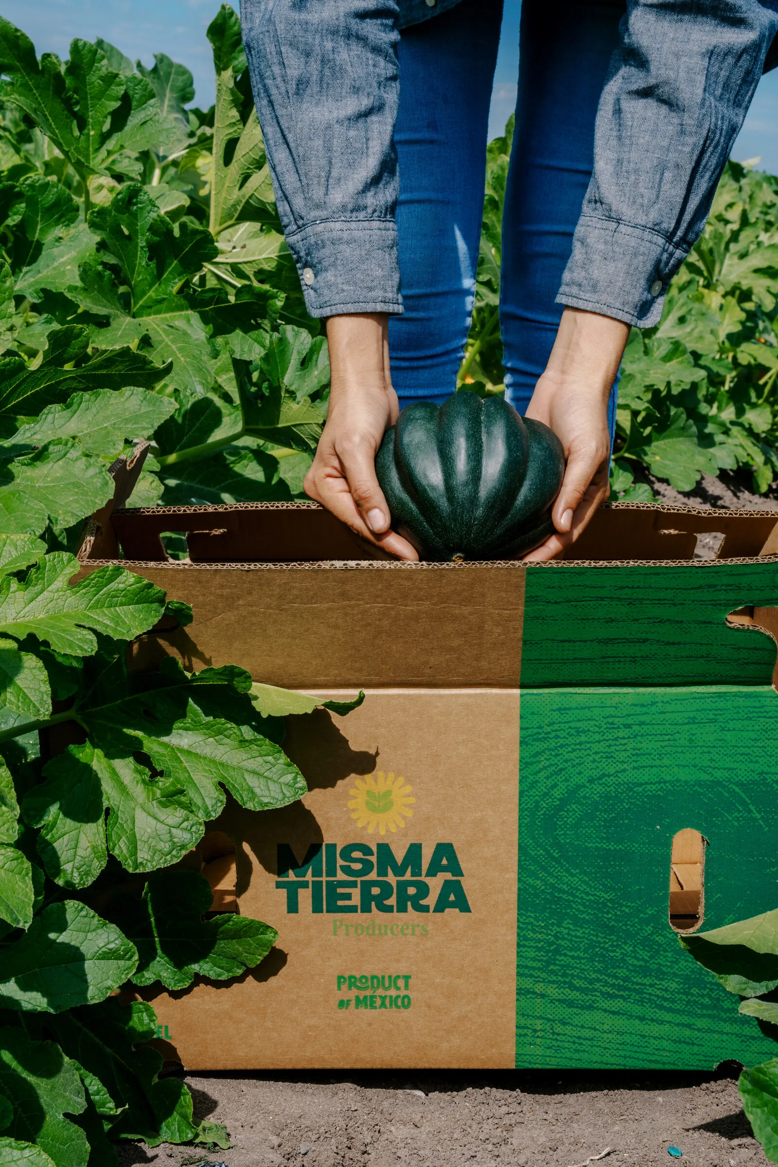 Cosecha de calabaza lista para empaque